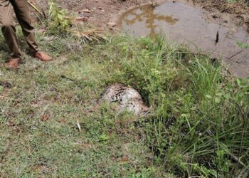 காருடன் மோதி சருகுபுலி மரணம்