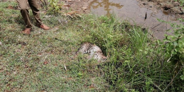 காருடன் மோதி சருகுபுலி மரணம்