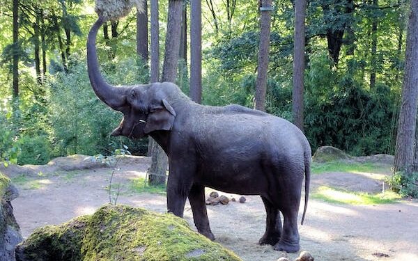 வவுனியா நெடுங்கேணியில் யானைகளால் வந்த சேதம்