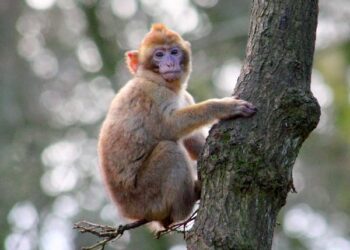 பயிர்களை அழிக்கும் ஆறு விலங்குகள் பாதுகாக்கப்பட்ட பட்டியலில் இருந்து நீக்கப்பட்டன