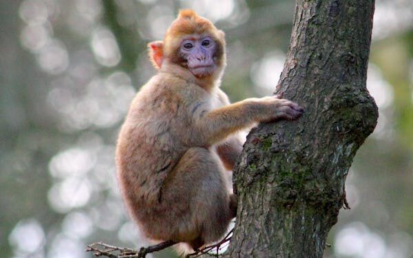 பயிர்களை அழிக்கும் ஆறு விலங்குகள் பாதுகாக்கப்பட்ட பட்டியலில் இருந்து நீக்கப்பட்டன