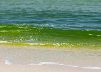 புத்தளத்தில் நிறம் மாறியது கடல்