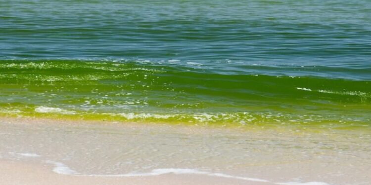 புத்தளத்தில் நிறம் மாறியது கடல்