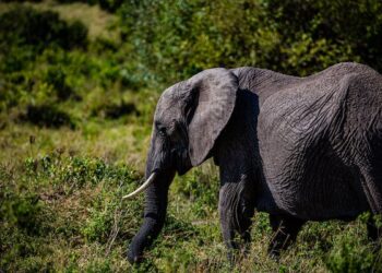 தாய்லாந்தால் அன்பளிப்பு செய்யப்பட்ட யானை துன்புறுத்தலுக்குப் பின்னர் தெஹிவளை மிருகக்காட்சிசாலைக்கு மாற்றம்