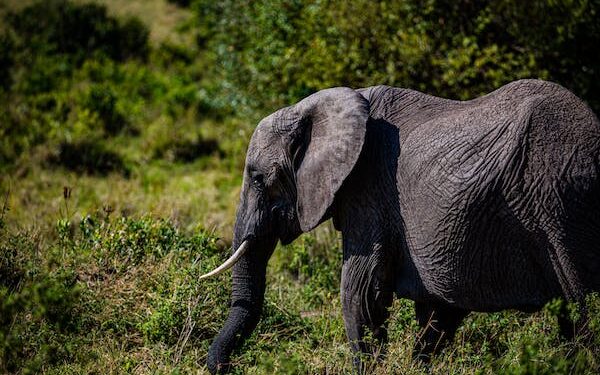 தாய்லாந்தால் அன்பளிப்பு செய்யப்பட்ட யானை துன்புறுத்தலுக்குப் பின்னர் தெஹிவளை மிருகக்காட்சிசாலைக்கு மாற்றம்