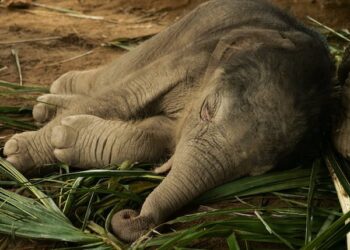 வவுனியாவில் மின்சாரம் தாக்கி யானை உயிரிழப்பு