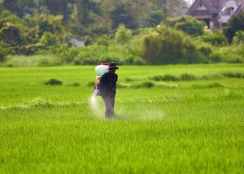 MoP உரம் இன்று முதல் விவசாயிகளுக்கு வழங்கப்படுகிறது
