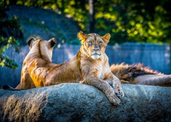 சிரேஷ்ட பிரஜைகள், மாணவர்களுக்கு மிருகக்காட்சிச்சாலைகளை பார்வையிடல் இலவசம்