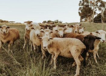 வடக்கு, கிழக்கில் ஆயிரத்திற்கும் அதிகமான கால்நடைகள் உயிரிழப்பு