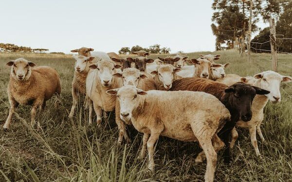 வடக்கு, கிழக்கில் ஆயிரத்திற்கும் அதிகமான கால்நடைகள் உயிரிழப்பு