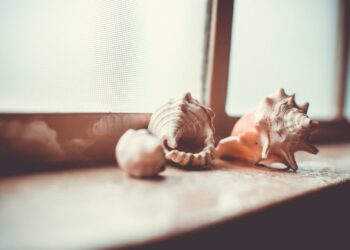 கோடிக்கணக்கான பெறுமதியான வலம்புரி சங்குடன் ஒருவர் கைது