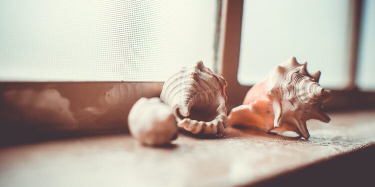 கோடிக்கணக்கான பெறுமதியான வலம்புரி சங்குடன் ஒருவர் கைது