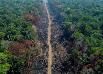 அமேசானில் காடழிப்பு 150 சதவீதம் அதிகரிப்பு!
