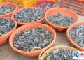 கிளிநொச்சியில் கடலட்டை பண்ணையாளர்களிற்கு அனுமதிப் பத்திரம் வழங்கும் நிகழ்வு முன்னெடுப்பு!