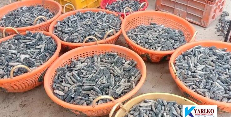 கிளிநொச்சியில் கடலட்டை பண்ணையாளர்களிற்கு அனுமதிப் பத்திரம் வழங்கும் நிகழ்வு முன்னெடுப்பு!