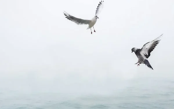 வெளிநாட்டுப் பறவைகளின் எண்ணிக்கை கடுமையாகக் குறைந்துள்ளது.