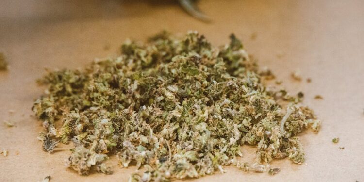 காரைநகரில் 42 மில்லியன் ரூபா பெறுமதியான கேரளா கஞ்சா மீட்பு