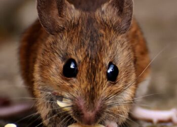 கின்னஸ் உலக சாதனையை தன்வசப்படுத்தும் எலி..!