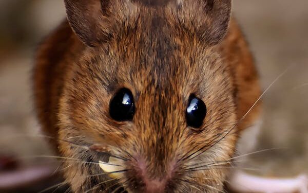 கின்னஸ் உலக சாதனையை தன்வசப்படுத்தும் எலி..!