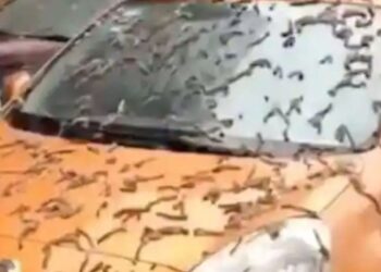 வானிலிருந்து மழையாக கொட்டிய புழுக்கள்? சீனாவிலிருந்து வெளிவந்த வைரல் வீடியோ..!