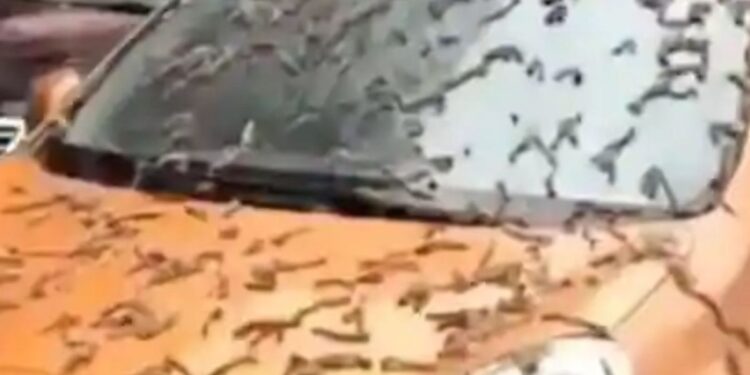 வானிலிருந்து மழையாக கொட்டிய புழுக்கள்? சீனாவிலிருந்து வெளிவந்த வைரல் வீடியோ..!