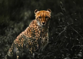 புலத்கொஹுபிட்டியவில் சிறுத்தையின் சடலம் மீட்பு