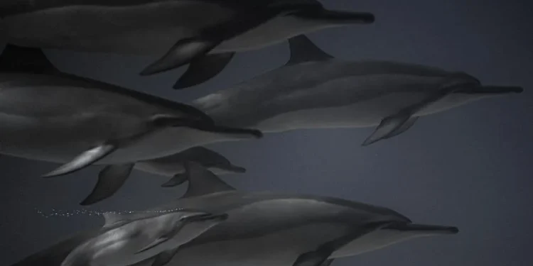 அவுஸ்திரேலியாவில் ஆயிரக்கணக்கான மீன்கள் உயிரிழப்பு..!