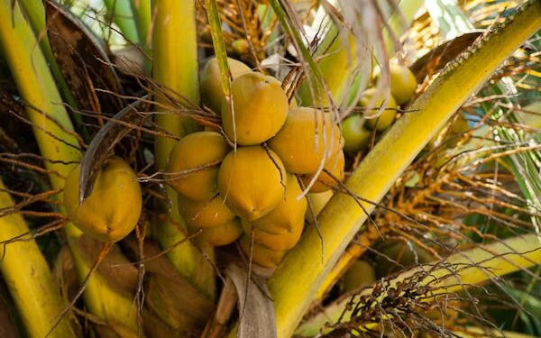 இளநீர் விலை சடுதியாக அதிகரிப்பு!