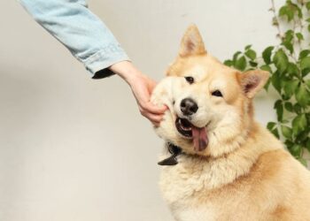 இந்தியாவிலேயே செல்லப்பிராணிகளுக்கு அதிகம் செலவும் செய்யும் நகரம் இதுதான்!