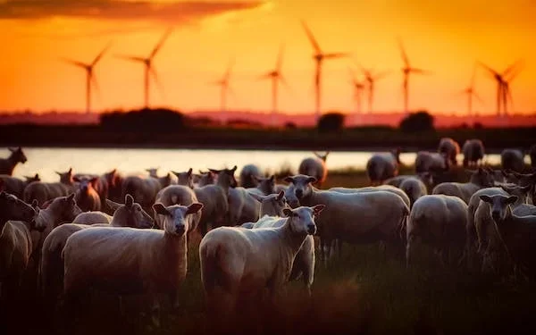 ஆடு வளர்க்க விரும்பும் இளைஞர்களுக்கு இலவசமாக ஆடுகள் ; விவசாய அமைச்சு தீர்மானம்