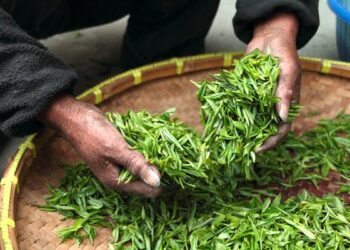 தம்புள்ளையில் மீட்கப்பட்ட கழிவுத் தேயிலை..!