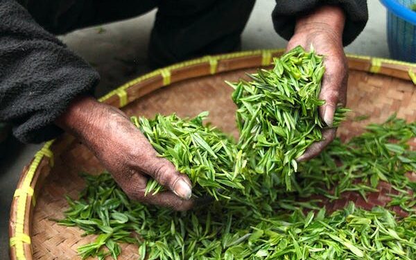 தம்புள்ளையில் மீட்கப்பட்ட கழிவுத் தேயிலை..!