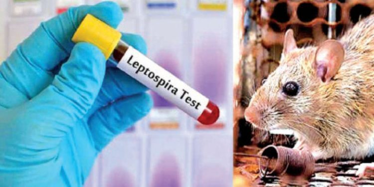 எலிக் காய்ச்சலின் தாக்கம் அதிகரித்துள்ளது-இலங்கை மருத்துவ சங்கம்!