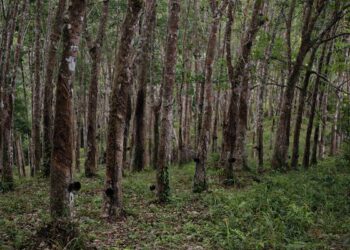 இறப்பர் செய்கையில் புதிய நோய் பரவுகிறது..!