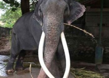 முத்துராஜாவுக்கு சிகிச்சைகள் ஆரம்பம்…