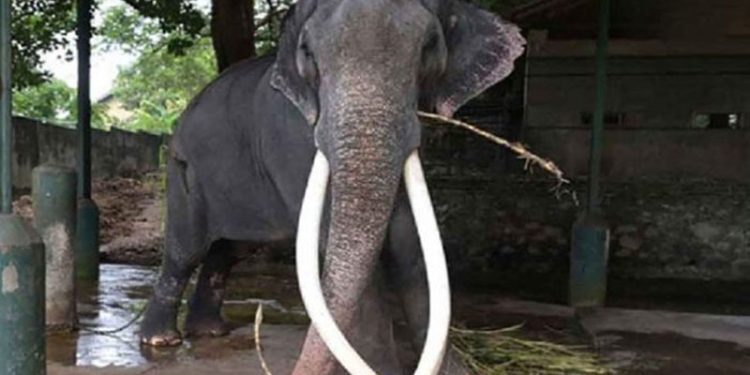 முத்துராஜாவுக்கு சிகிச்சைகள் ஆரம்பம்…