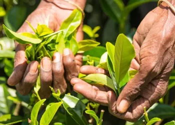 மீண்டும் ஆரம்பமாகவுள்ள பண்டமாற்று முறைமை