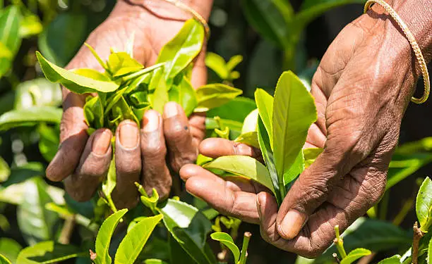 மீண்டும் ஆரம்பமாகவுள்ள பண்டமாற்று முறைமை