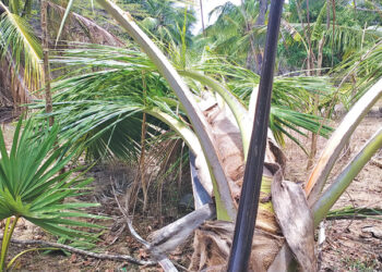 கிளிநொச்சி மாவட்டத்தில் வரட்சி; தெங்குப் பயிர்ச் செய்கை பாதிப்பு