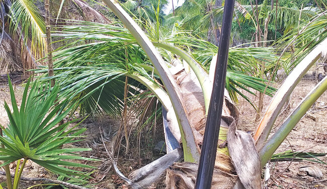 கிளிநொச்சி மாவட்டத்தில் வரட்சி; தெங்குப் பயிர்ச் செய்கை பாதிப்பு