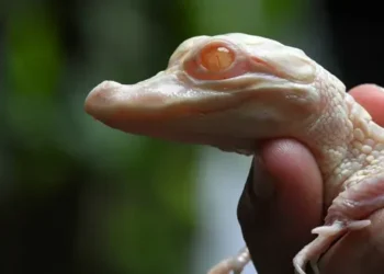 இளஞ்சிவப்பு கண்களை கொண்ட அரிய வகை முதலை