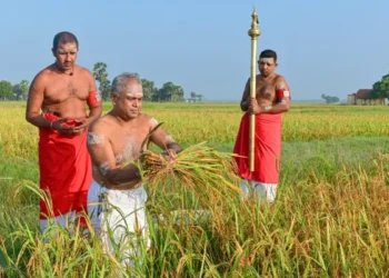 நல்லூர் கந்தன் ஆலயத்தில் நெற்புதிர் அறுவடை நிகழ்வு இன்று