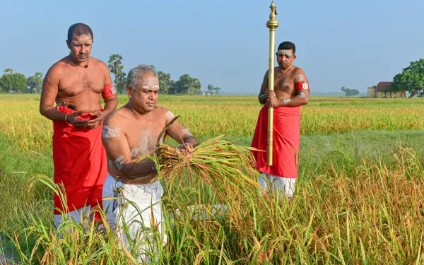 நல்லூர் கந்தன் ஆலயத்தில் நெற்புதிர் அறுவடை நிகழ்வு இன்று