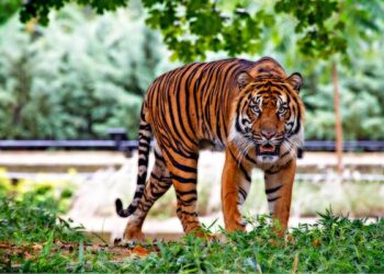 புரவுன்ஷீக் தோட்ட பகுதியில் சிறுத்தை நடமாட்டம் அதிகரிப்பு