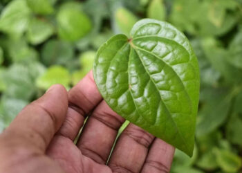 நீரிழிவு முதல் வாய் துர்நாற்றம் வரை… வெற்றிலை தரும் எண்ணற்ற பயன்கள்!