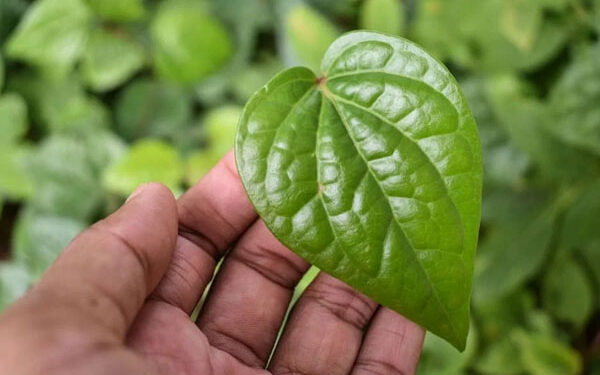 நீரிழிவு முதல் வாய் துர்நாற்றம் வரை… வெற்றிலை தரும் எண்ணற்ற பயன்கள்!