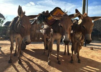 ‘இளமையை நீட்டிக்கும்’ மருந்துக்காக ஆண்டுதோறும் பல லட்சம் கழுதைகள் கொல்லப்படுகின்றனவா?