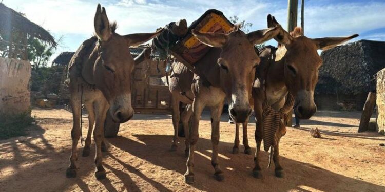 ‘இளமையை நீட்டிக்கும்’ மருந்துக்காக ஆண்டுதோறும் பல லட்சம் கழுதைகள் கொல்லப்படுகின்றனவா?