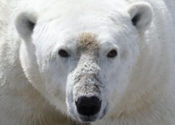 காலநிலை நெருக்கடி: பட்டினிக்கு இரையாகும் துருவக் கரடிகள் – ஆய்வில் அதிர்ச்சித் தகவல்