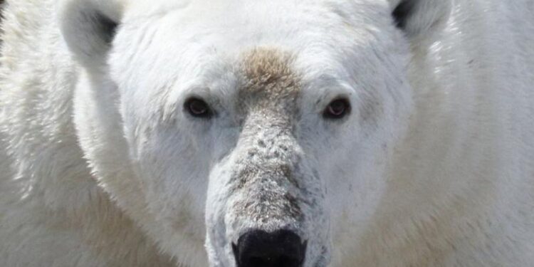 காலநிலை நெருக்கடி: பட்டினிக்கு இரையாகும் துருவக் கரடிகள் – ஆய்வில் அதிர்ச்சித் தகவல்